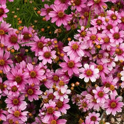 Coreopsis rosea Heaven's Gate