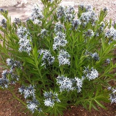 Amsonia tabernaemontana 