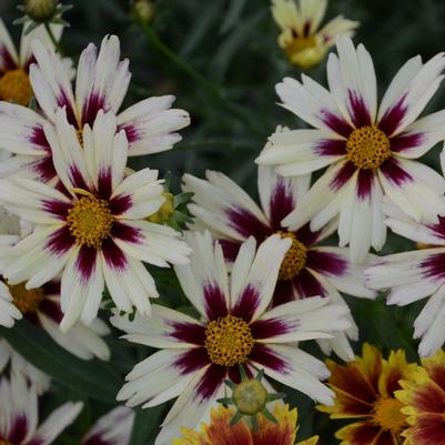 Coreopsis x Li'l Bang™ Starlight