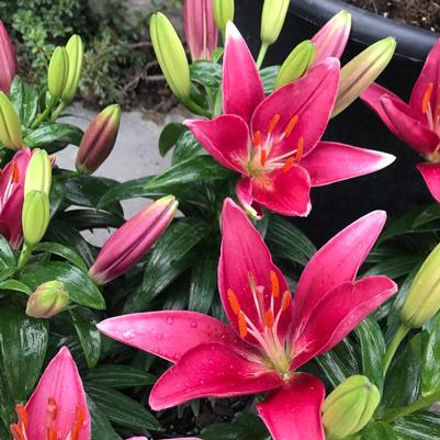 Lilium x Tiny Pearl