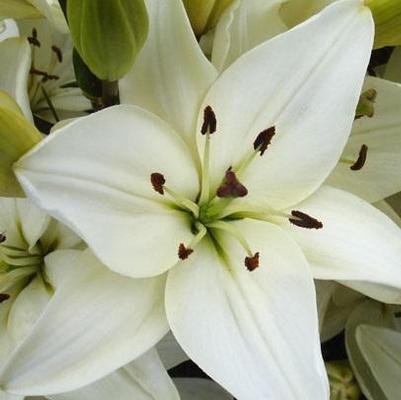 Lilium x Tiny Nanny