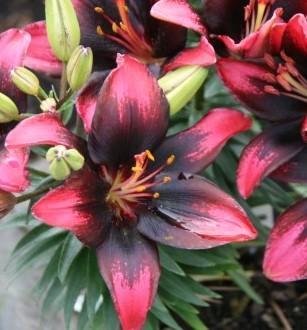 Lilium x Tiny Poems