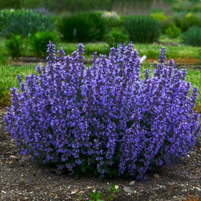 Nepeta faassenii Cat's Pajamas