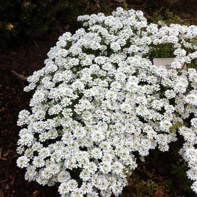 Iberis sempervirens Snowflake