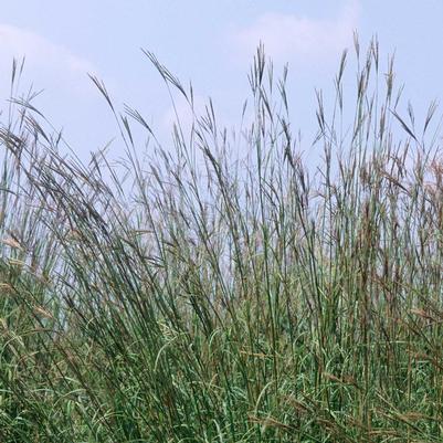 Andropogon gerardii 