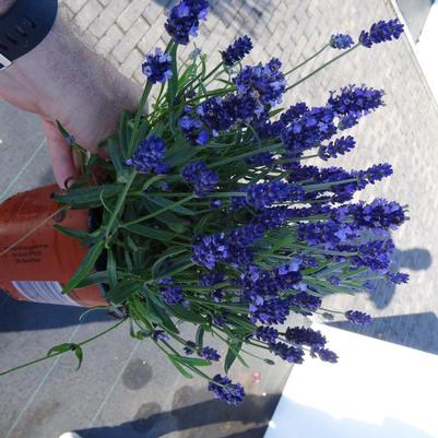 Lavandula angustifolia SuperBlue