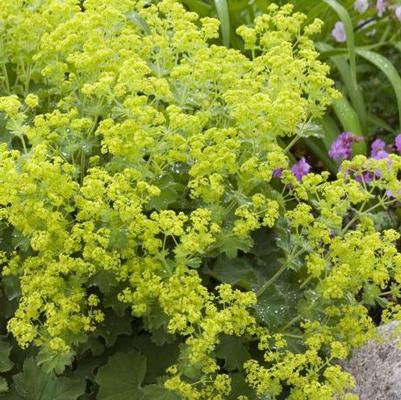 Alchemilla mollis 