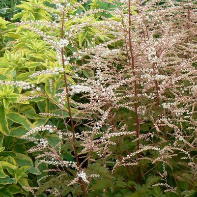 Aruncus x Misty Lace