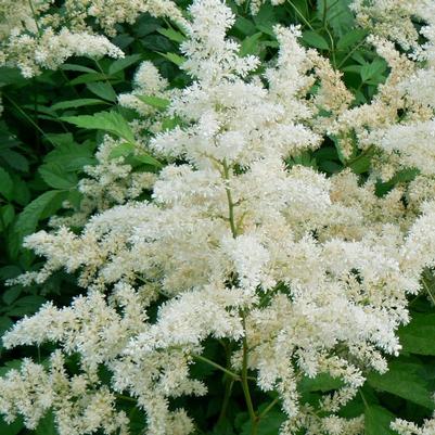 Astilbe arendsii Brautschleier