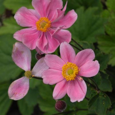 Anemone hupehensis Prinz Heinrich