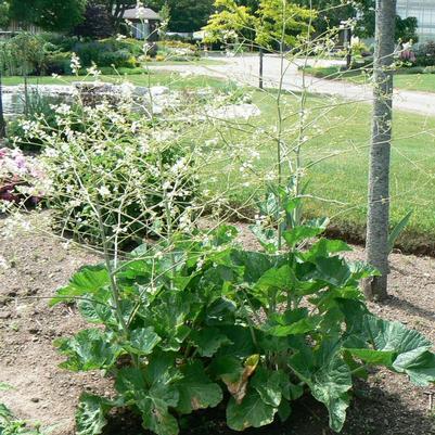 Crambe cordifolia 