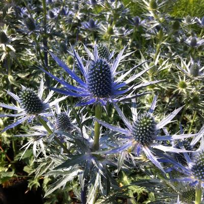 Eryngium zabelii Big Blue