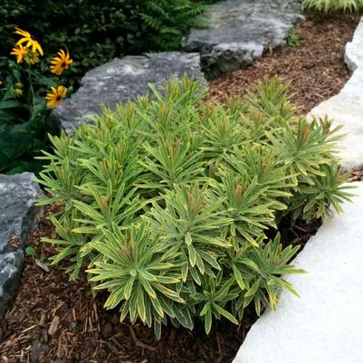 Euphorbia martinii Ascot Rainbow