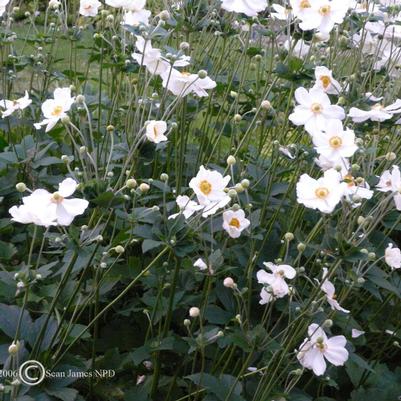Anemone x hybrida Honorine Jobert