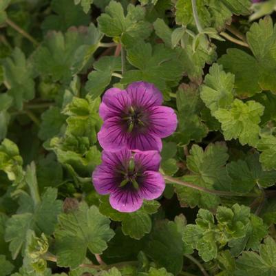 Geranium x Perfect Storm