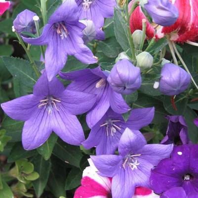 Platycodon grandiflorus Astra Blue