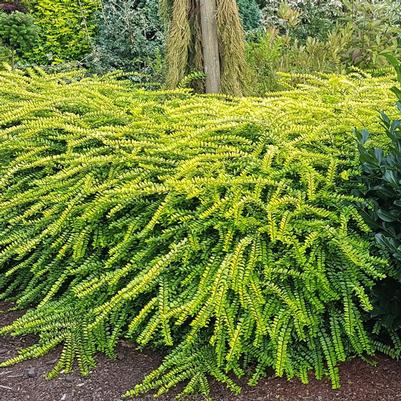 Lonicera nitida Golden Glow