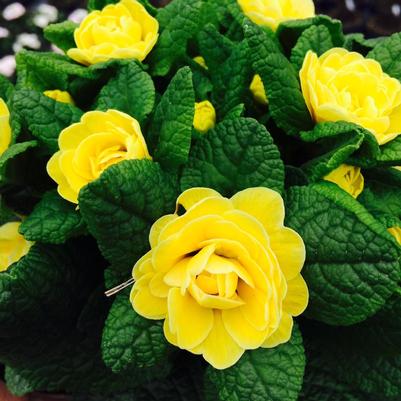 Primula vulgaris Kerbelbut