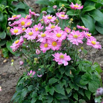 Anemone x hybrida Curtain Call Curtain Call Pink