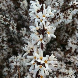 Abeliophyllum distichum 