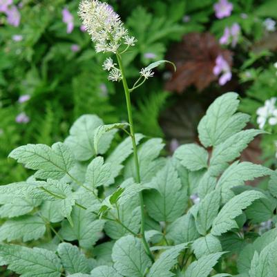 Actaea pachypoda Misty Blue