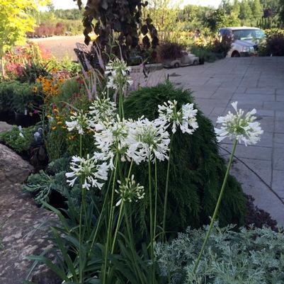 Agapanthus africanus Albidus