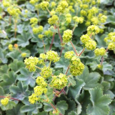 Alchemilla erythropoda 