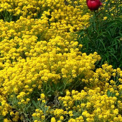 Alyssum saxatile Compacta