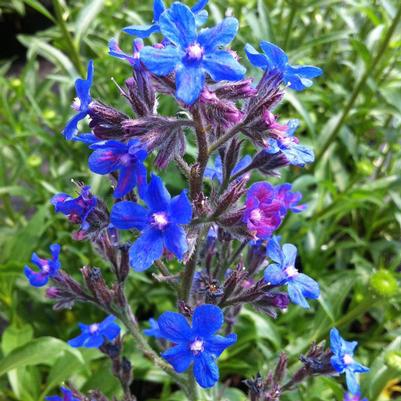 Anchusa azurea Loddon Royalist