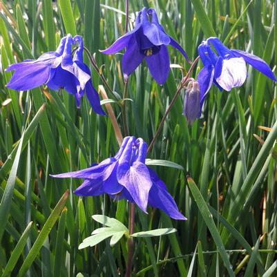 Aquilegia alpina 