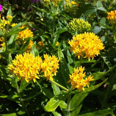 Asclepias tuberosa Hello Yellow