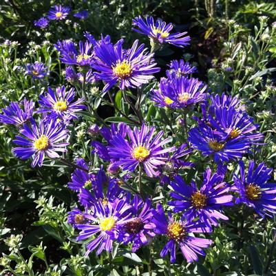 Aster laevis Oudshoom 1