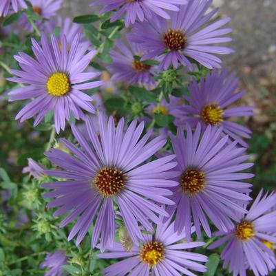 Aster oblongifolius October Skies