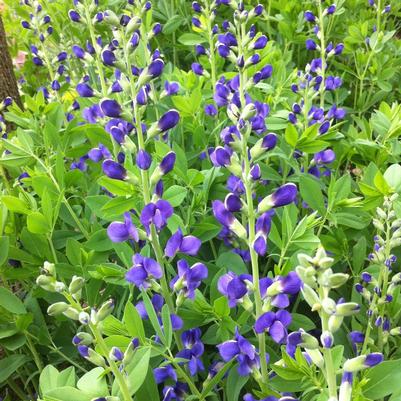 Baptisia australis 