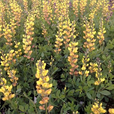 Baptisia x Prairieblues™ Solar Flare