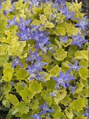 Campanula garganica Dickson's Gold