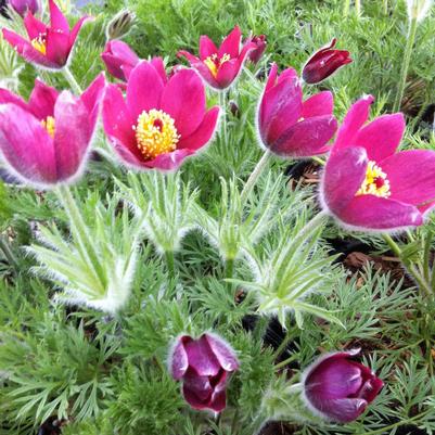 Anemone pulsatilla vulgaris Rote Glocke