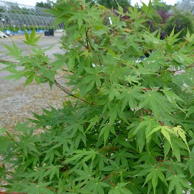 Acer palmatum 