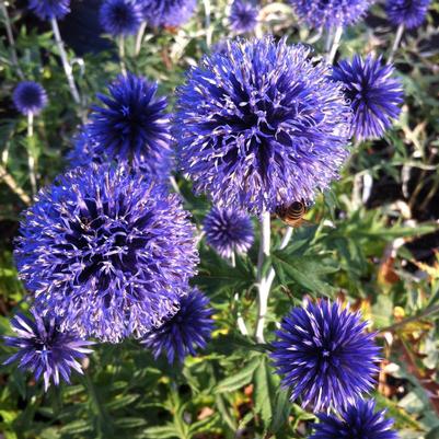 Echinops ritro Veitch's Blue