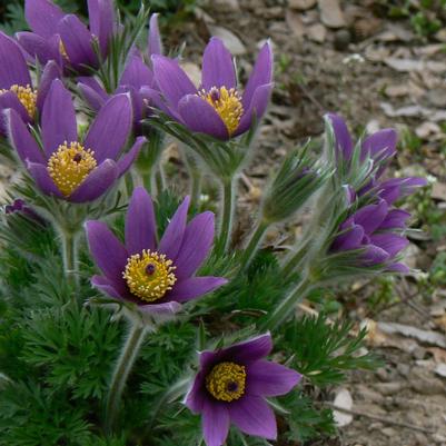 Anemone pulsatilla vulgaris 