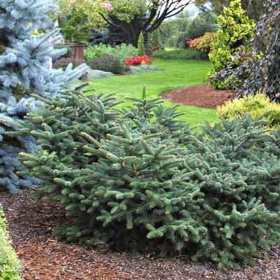 Abies cephalonica Meyer's Dwarf