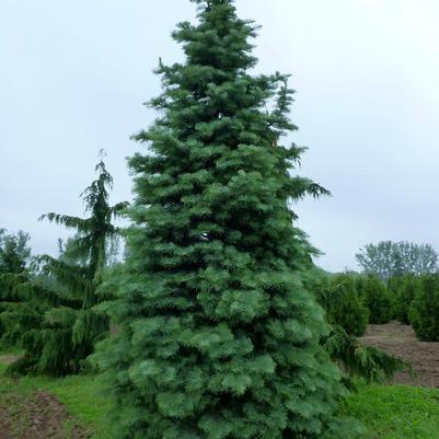 Abies concolor 