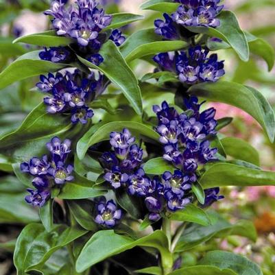 Gentiana cruciata Blue Cross