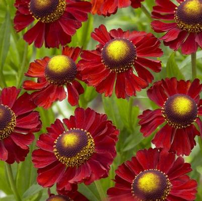 Helenium x Ruby Tuesday