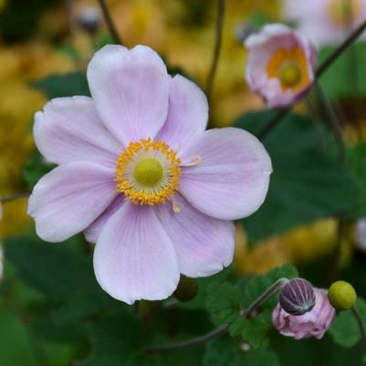 Anemone x hybrida Konigin Charlotte