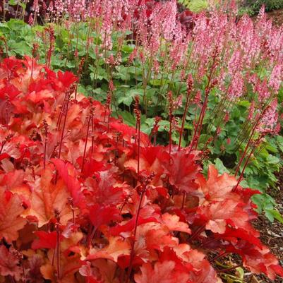 Heuchera x Peach Flambe