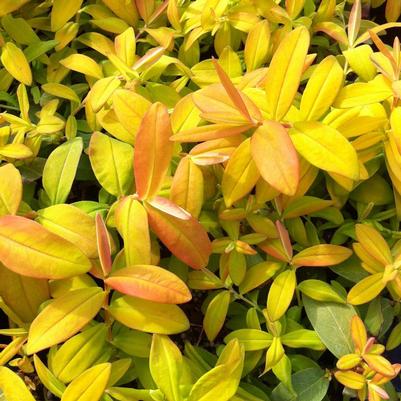 Hypericum calycinum Brigadoon