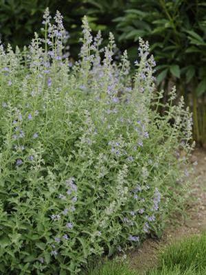 Nepeta faassenii Six Hills Giant