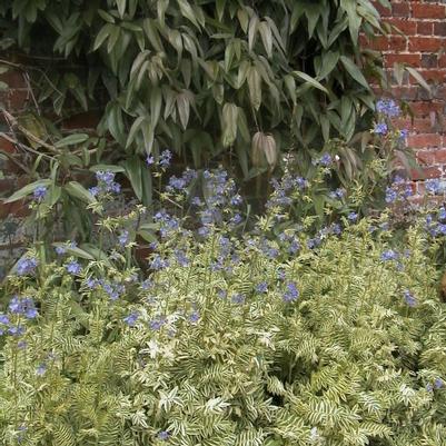 Polemonium caeruleum Blanjou