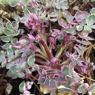 Polemonium reptans Touch of Class